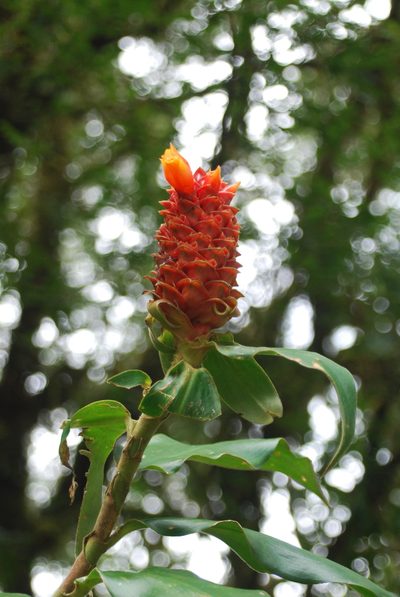 Costus montanus, photographed by Loren Cassin Sackett