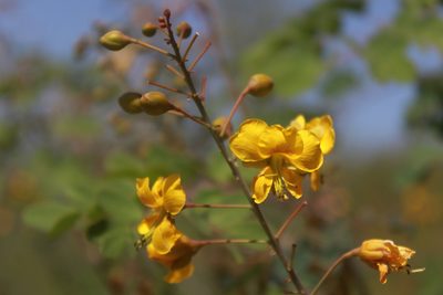 Erythrostemon mexicanus, photographed by Ricardo Jaimes-López