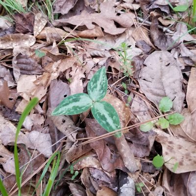 Trillium reliquum, photographed by Daniel McClosky