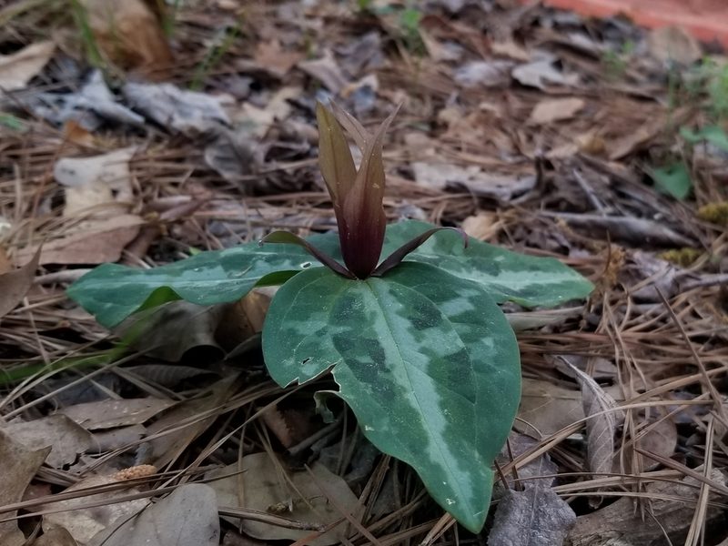 Trillium reliquum, photographed by Daniel McClosky