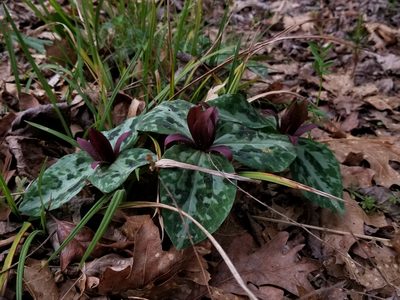 Trillium reliquum, photographed by Daniel McClosky