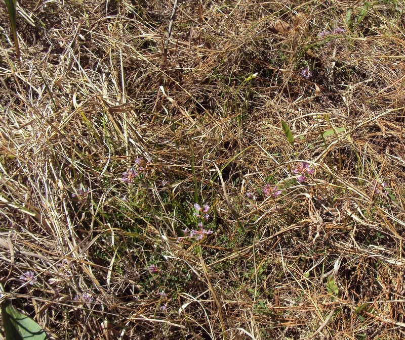 Astragalus distortus, photographed by John Michael