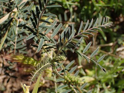 Astragalus trichopodus, photographed by George Williams