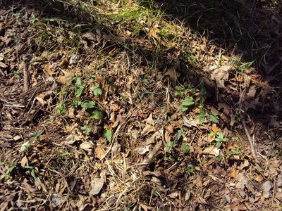 Symphyotrichum drummondii