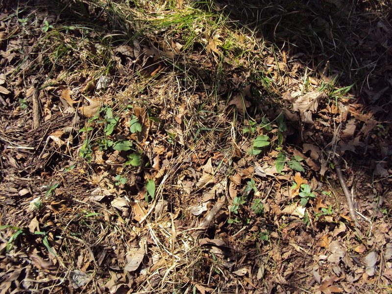 Symphyotrichum drummondii, photographed by John Michael