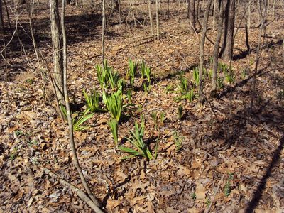 Hymenocallis occidentalis, photographed by John Michael