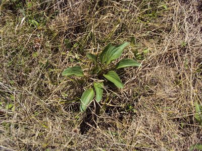 Arnoglossum plantagineum, photographed by John Michael