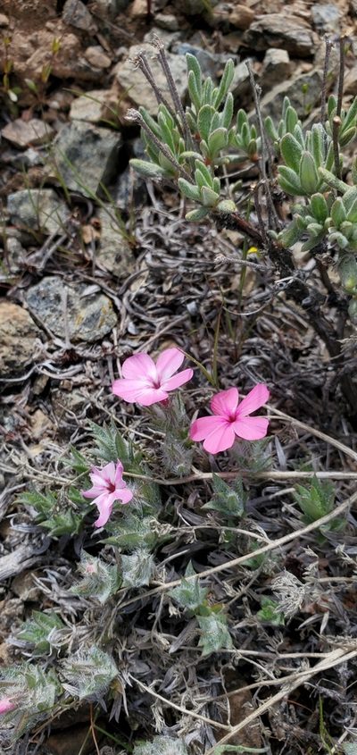 Phlox hirsuta, photographed by Asher Budnik