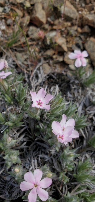 Phlox hirsuta, photographed by Asher Budnik