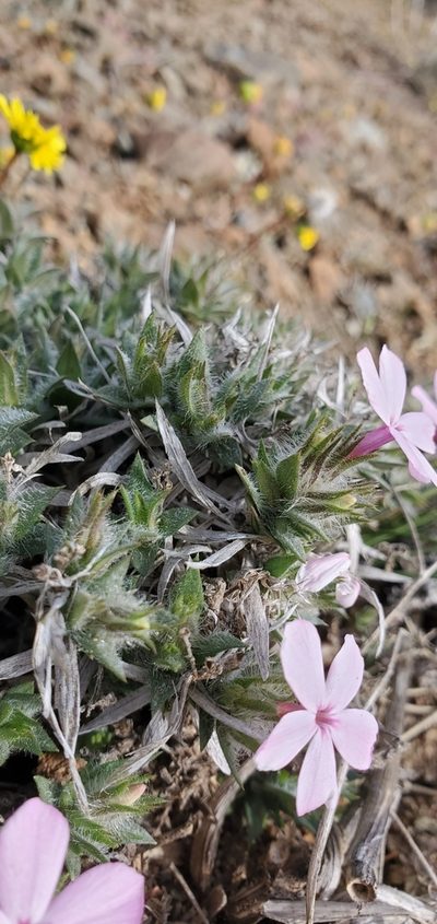 Phlox hirsuta, photographed by Asher Budnik