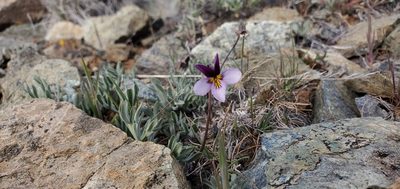Viola beckwithii, photographed by Asher Budnik