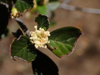 Cercocarpus betuloides, photographed by George Williams