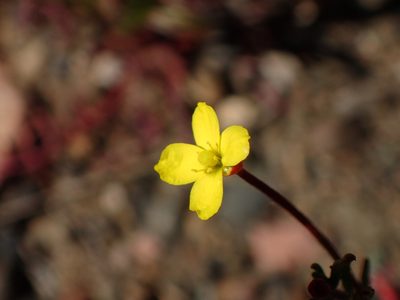 Camissonia strigulosa, photographed by George Williams