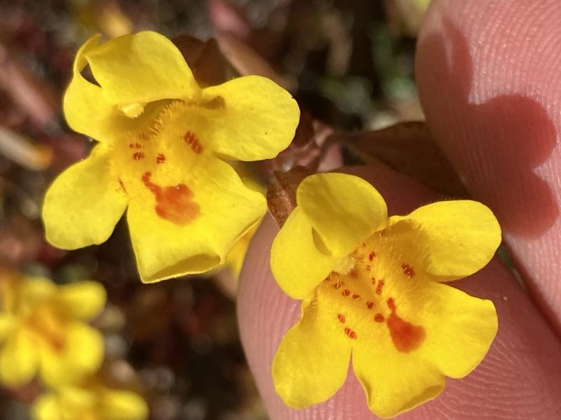 Erythranthe serpentinicola, photographed by Adam J. Searcy