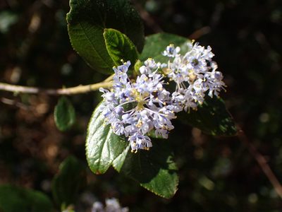 Ceanothus oliganthus, photographed by George Williams