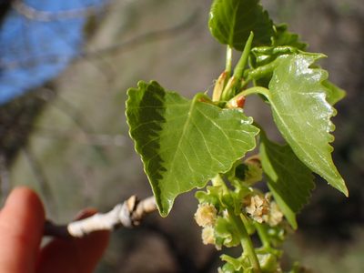 Populus fremontii, photographed by George Williams