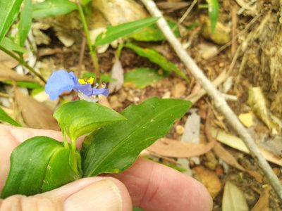 Commelina ensifolia, photographed by Steve Fitzgerald