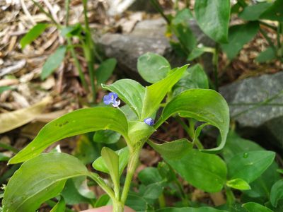 Commelina benghalensis, photographed by Steve Fitzgerald