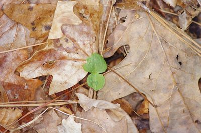 Neottia bifolia, photographed by Michelle W. （鍾偉瑋）