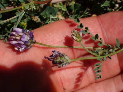 Astragalus didymocarpus, photographed by George Williams