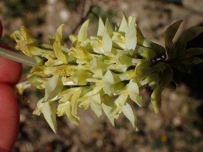 Astragalus trichopodus, photographed by George Williams