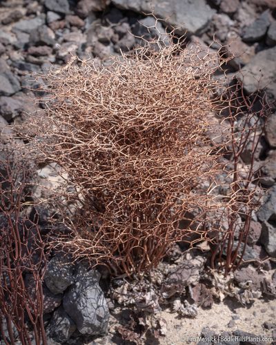 Eriogonum rixfordii, photographed by Tim Messick