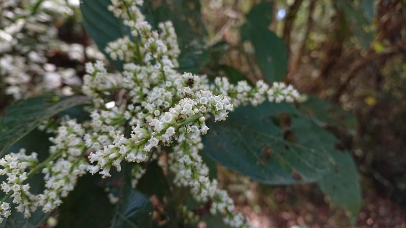 Wendlandia uvariifolia, photographed by 沈玟伶(Wen-Ling Shen)