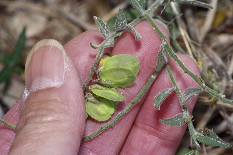 Hebecarpa ovatifolia, photographed by Michelle W. （鍾偉瑋）