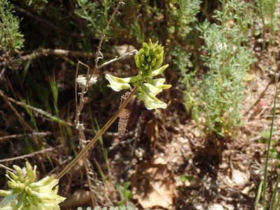 Astragalus trichopodus, photographed by George Williams