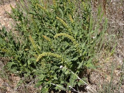Blitum californicum, photographed by George Williams
