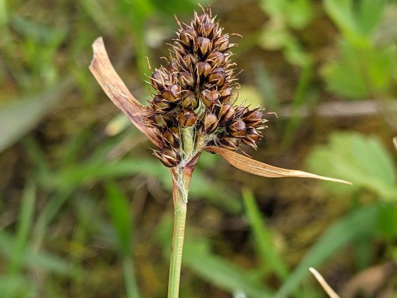 Luzula comosa, photographed by Ken-ichi Ueda