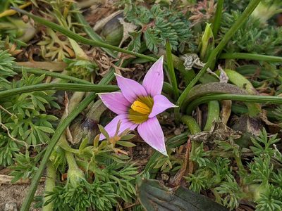 Romulea rosea, photographed by Ken-ichi Ueda