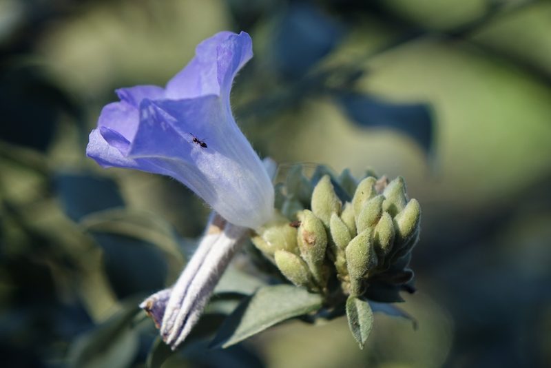 Bonamia spectabilis, photographed by Romer N. Rabarijaona