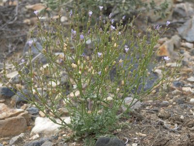 Gilia sinuata, photographed by Jim Morefield