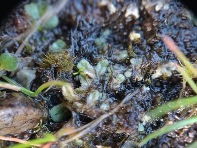 Riccia sorocarpa, photographed by Julia Carr