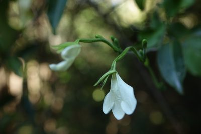 Rhinacanthus gracilis, photographed by Romer N. Rabarijaona