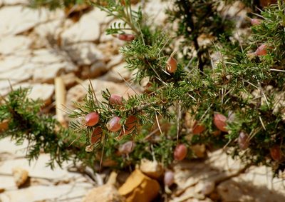 Astragalus spinosus, photographed by Nasser Halaweh
