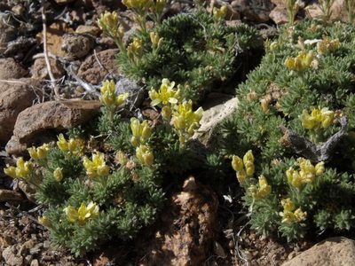 Cusickiella quadricostata, photographed by Jim Morefield