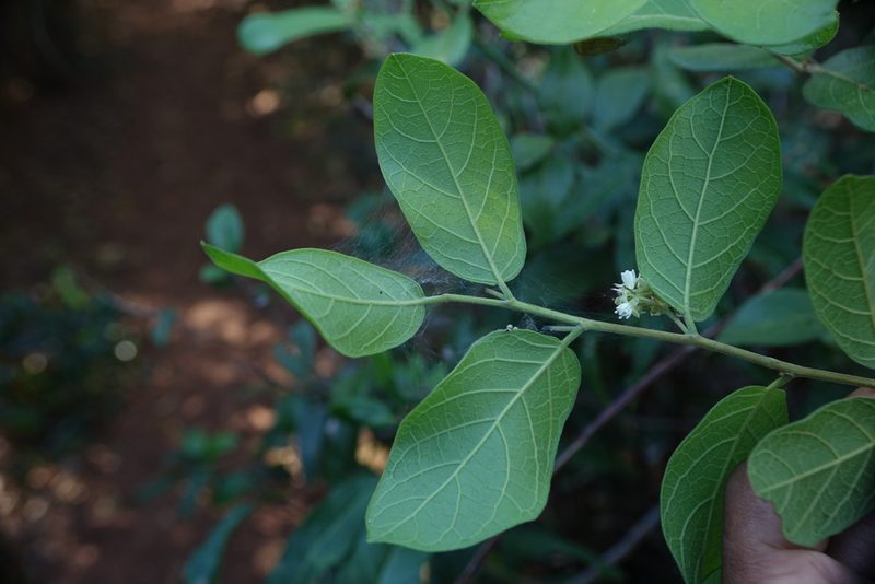 Dichapetalum bojeri, photographed by Romer N. Rabarijaona