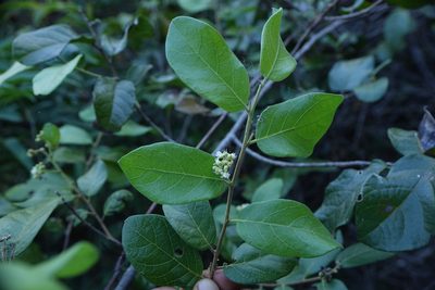 Dichapetalum bojeri, photographed by Romer N. Rabarijaona