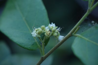 Dichapetalum bojeri, photographed by Romer N. Rabarijaona