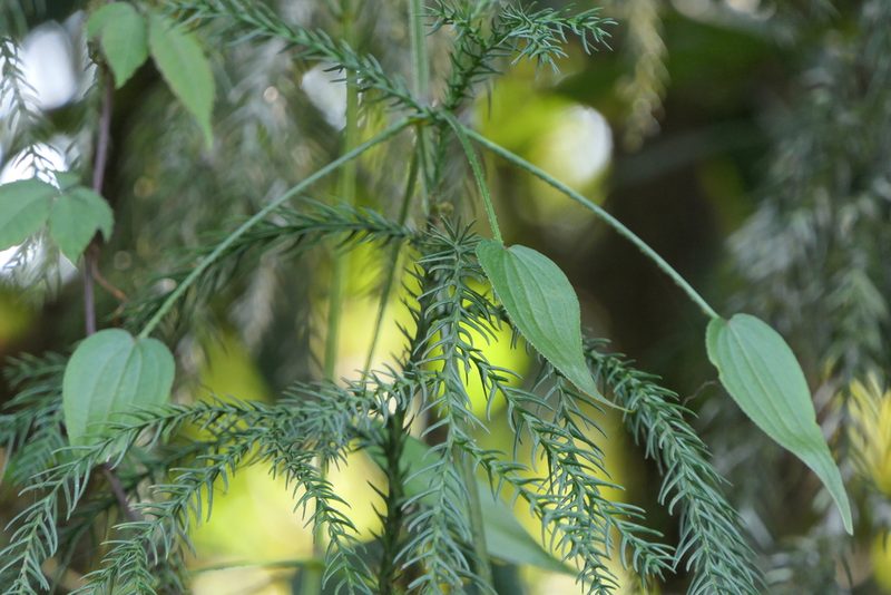 Rubia cordifolia, photographed by Dinesh Valke