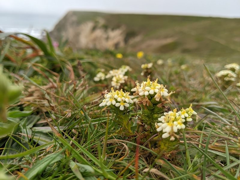 Triphysaria floribunda, photographed by Ken-ichi Ueda