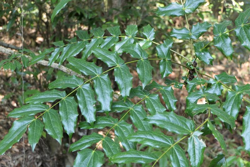 Berberis napaulensis, photographed by Dinesh Valke