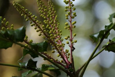 Berberis napaulensis, photographed by Dinesh Valke