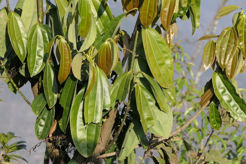 Cinnamomum bejolghota, photographed by Dinesh Valke