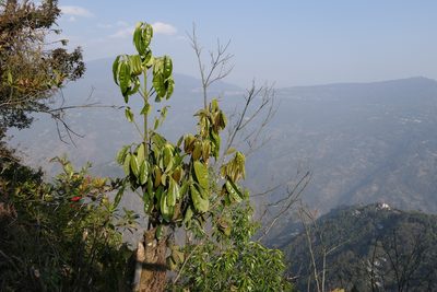 Cinnamomum bejolghota, photographed by Dinesh Valke