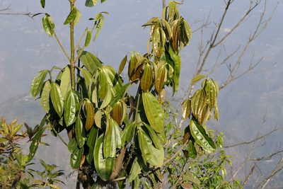 Cinnamomum bejolghota, photographed by Dinesh Valke