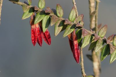 Agapetes serpens, photographed by Dinesh Valke