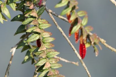 Agapetes serpens, photographed by Dinesh Valke